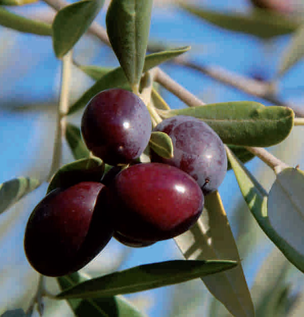 Olive2